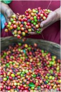 咖啡消息-云南咖啡豆价格上涨